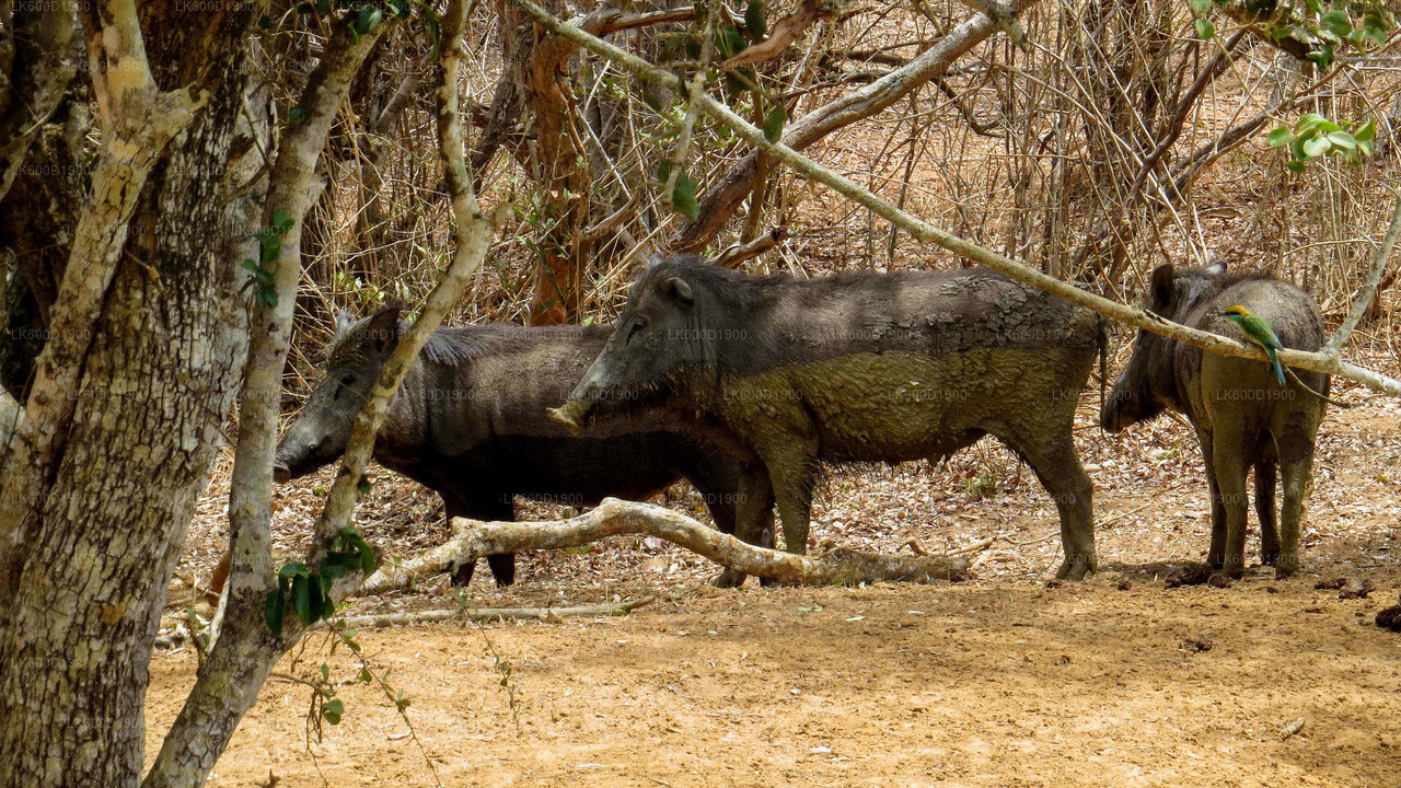 Safari dans le parc national de Yala au départ de Bentota