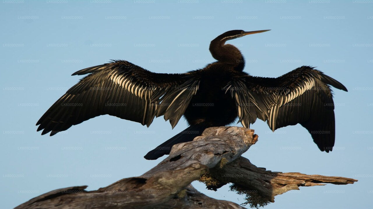 Safari au parc national du Bundala depuis Bentota
