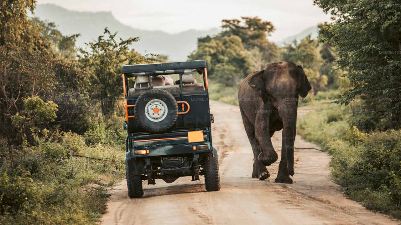 Safari dans le parc national d'Udawalawe au départ de Beruwala
