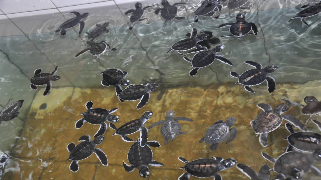 Trajet côtier de Beruwala à Galle