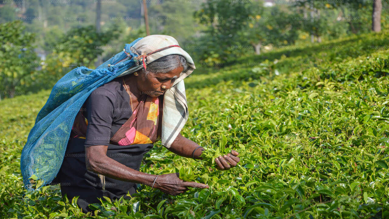 Points forts de la côte sud et safari fluvial au départ de Beruwala