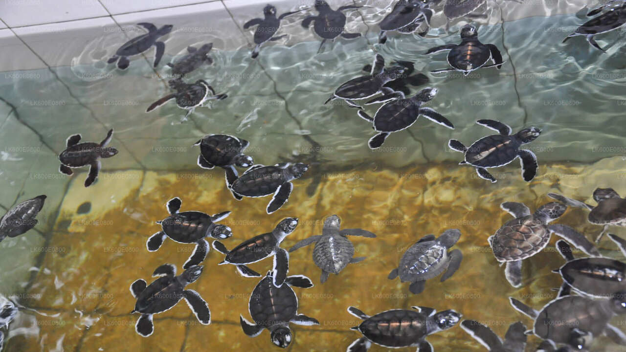 Visite de la ville de Bentota et Galle depuis Beruwala