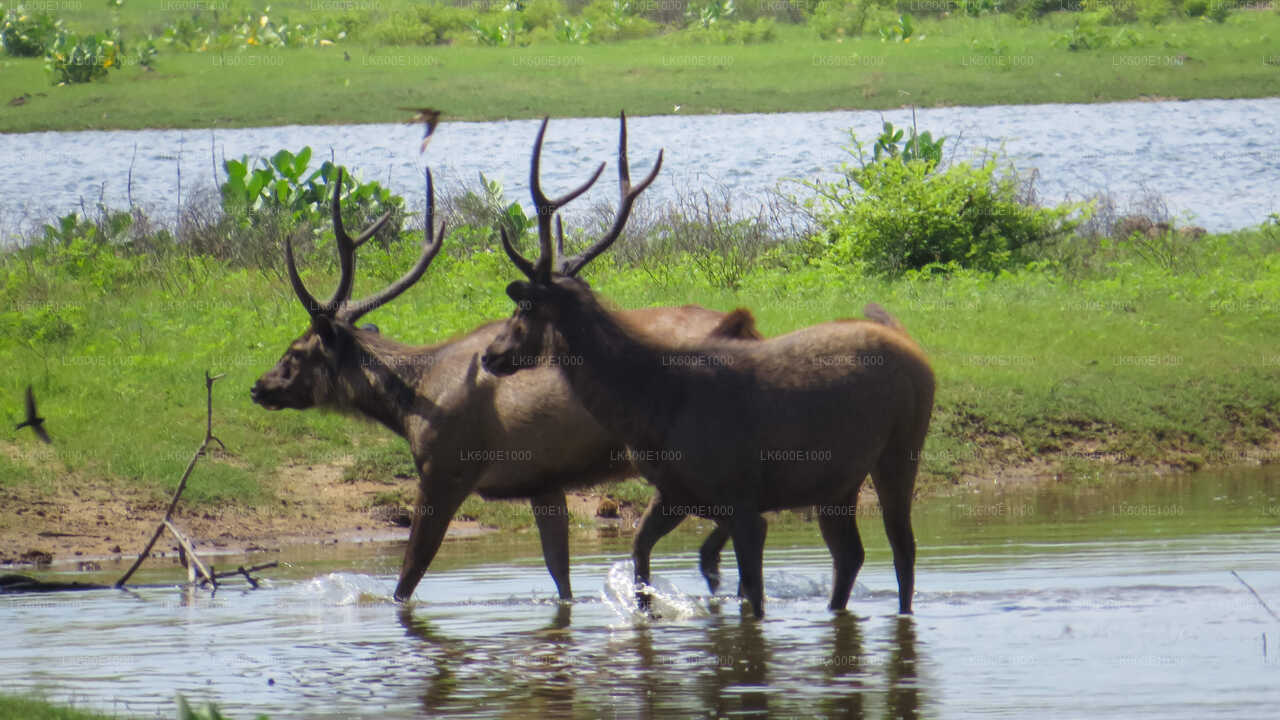 Safari dans le parc national de Yala au départ de Beruwala