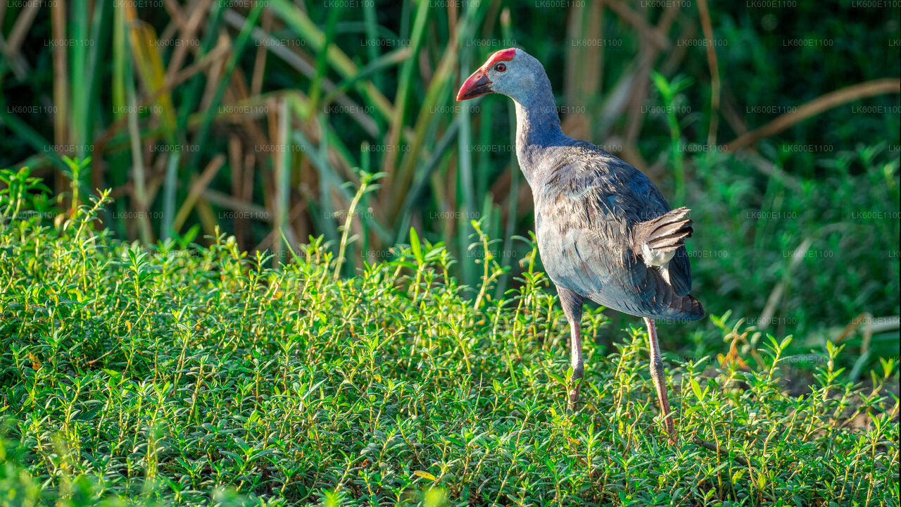 Safari dans le parc national du Bundala depuis Beruwala
