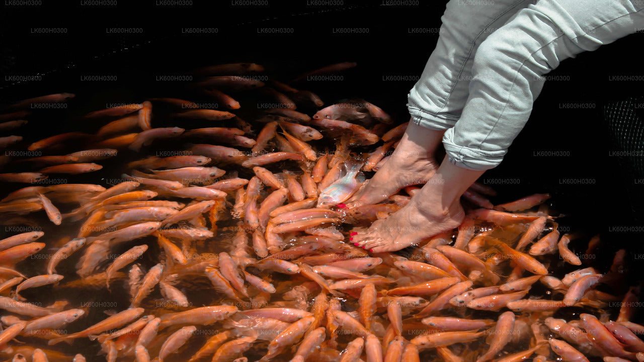Balade côtière à Galle depuis Colombo