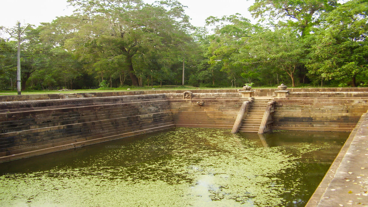 Ancient stone stepwell pond with carved stairways, partly covered with green algae, surrounded by lush trees.