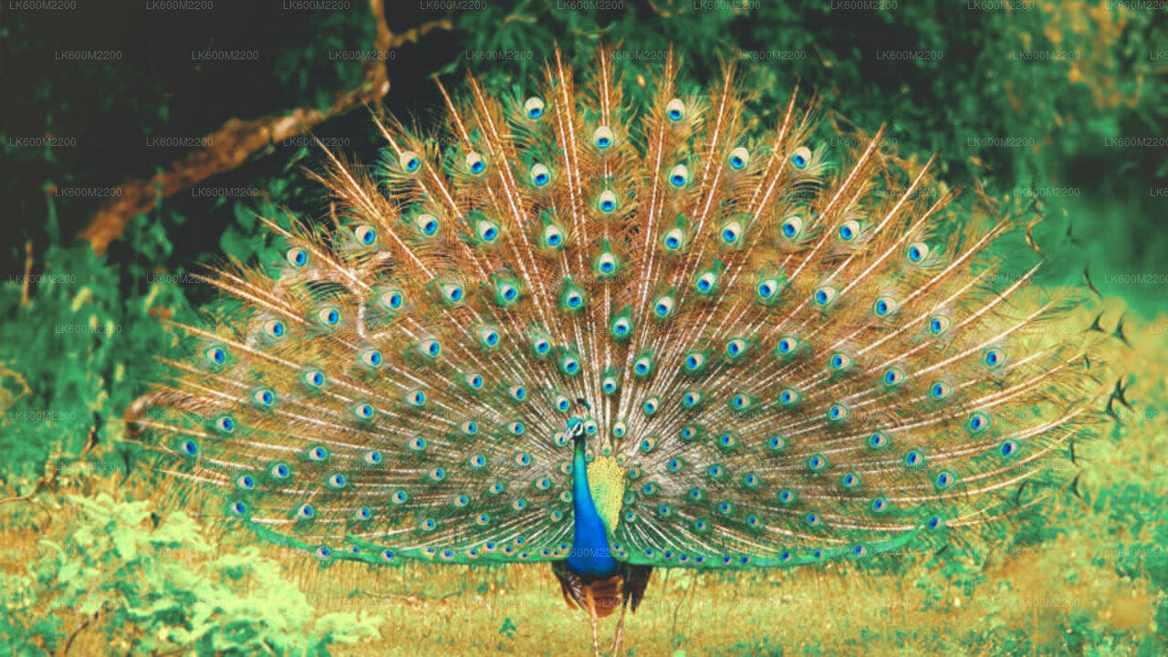 Safari dans le parc national de Yala au départ d'Ella