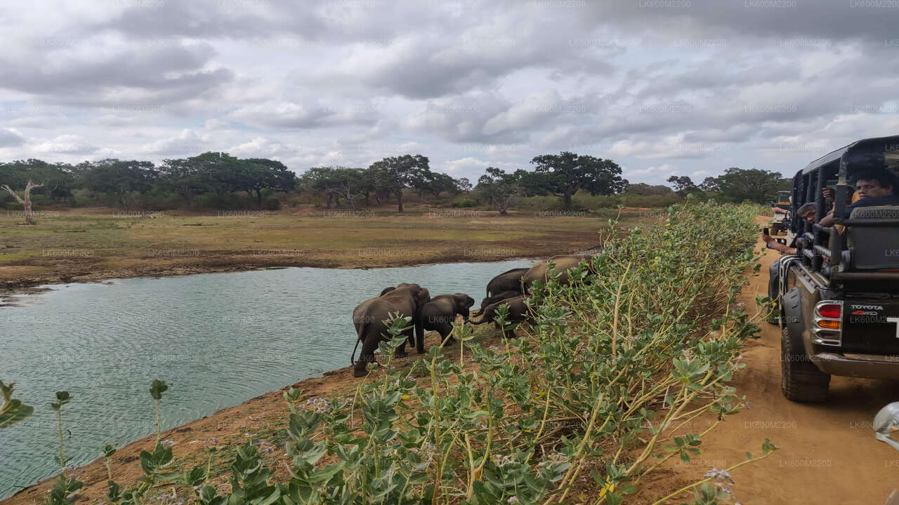 Safari dans le parc national de Yala au départ d'Ella