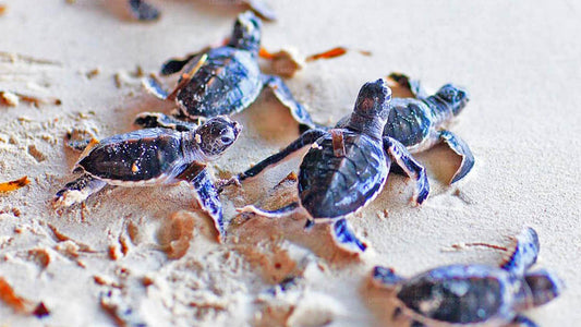 Visite de la ville de Bentota au départ de Galle