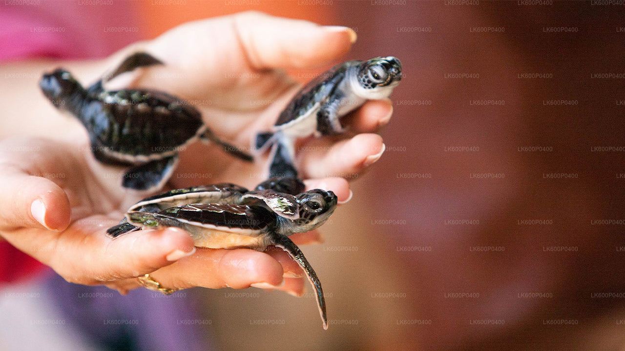 Visite de la ville de Bentota au départ de Galle