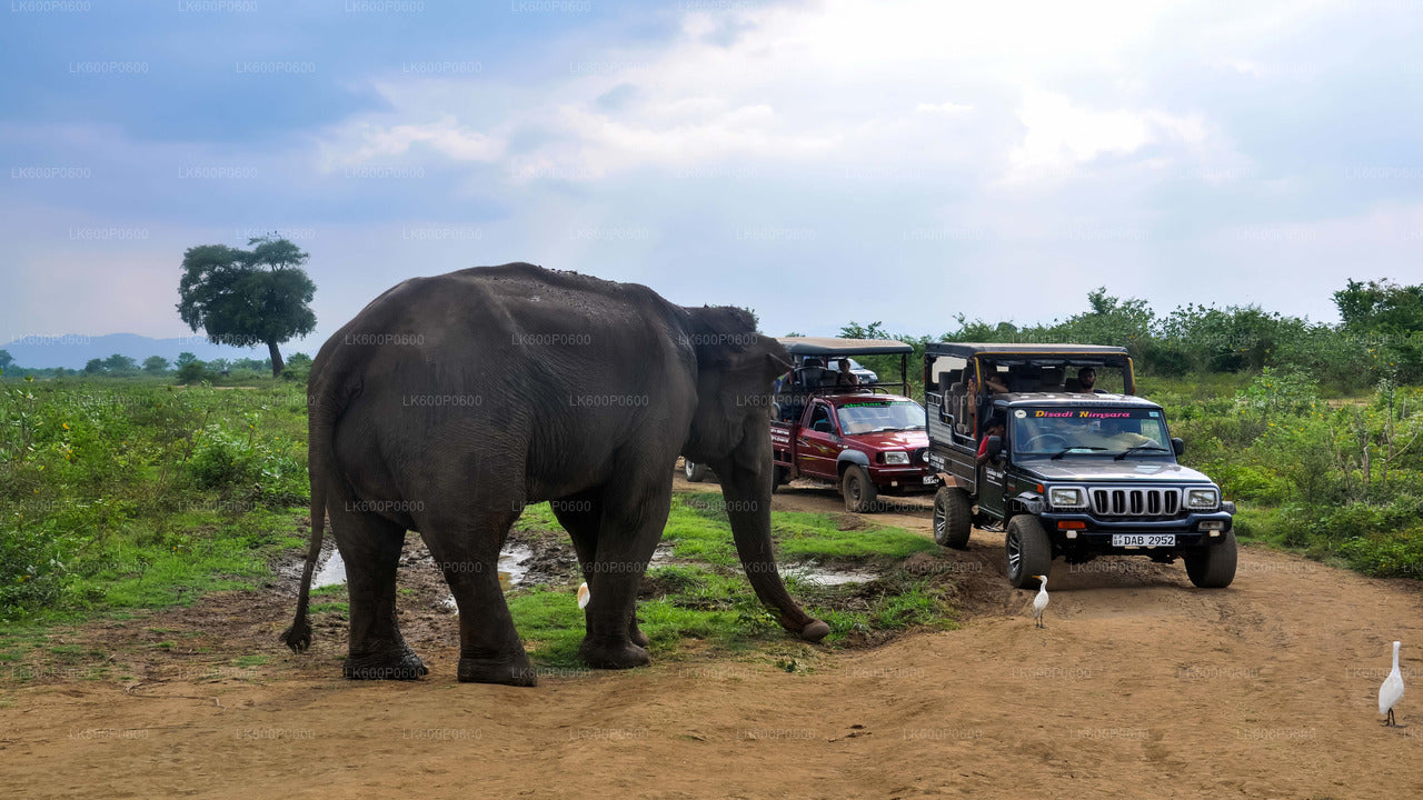 Safari au parc national d'Uda Walawe au départ de Galle