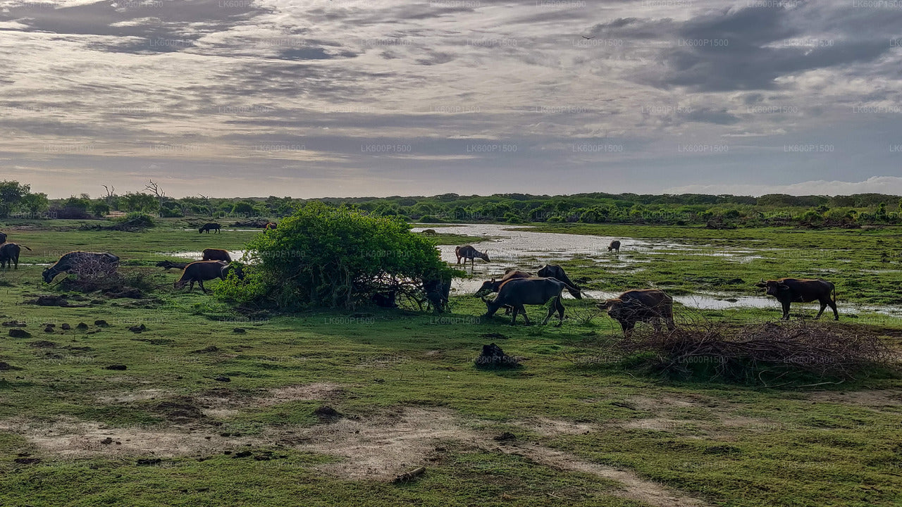 Safari au parc national du Bundala depuis Galle