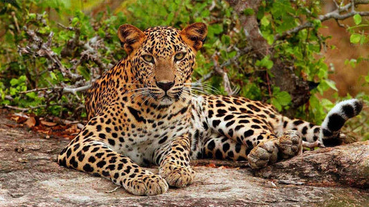 Safari dans le parc national de Yala au départ de Hikkaduwa