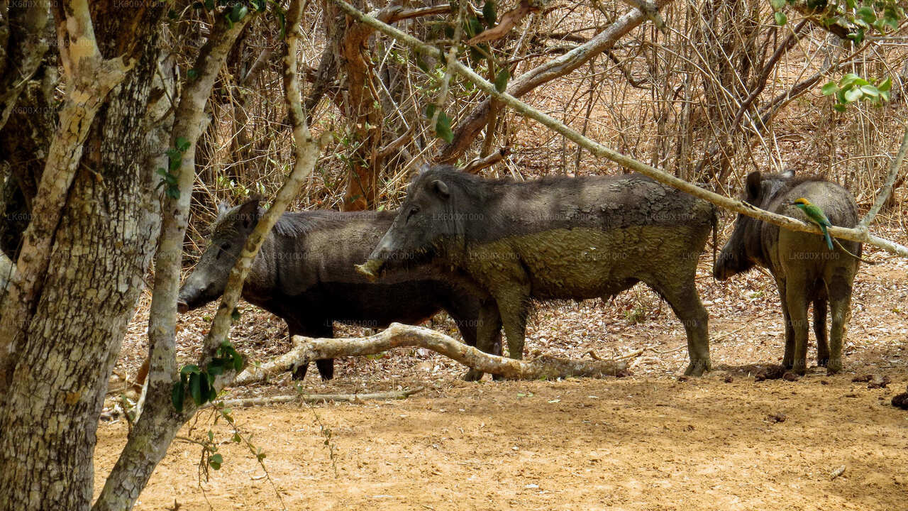 Safari dans le parc national de Yala au départ de Hikkaduwa