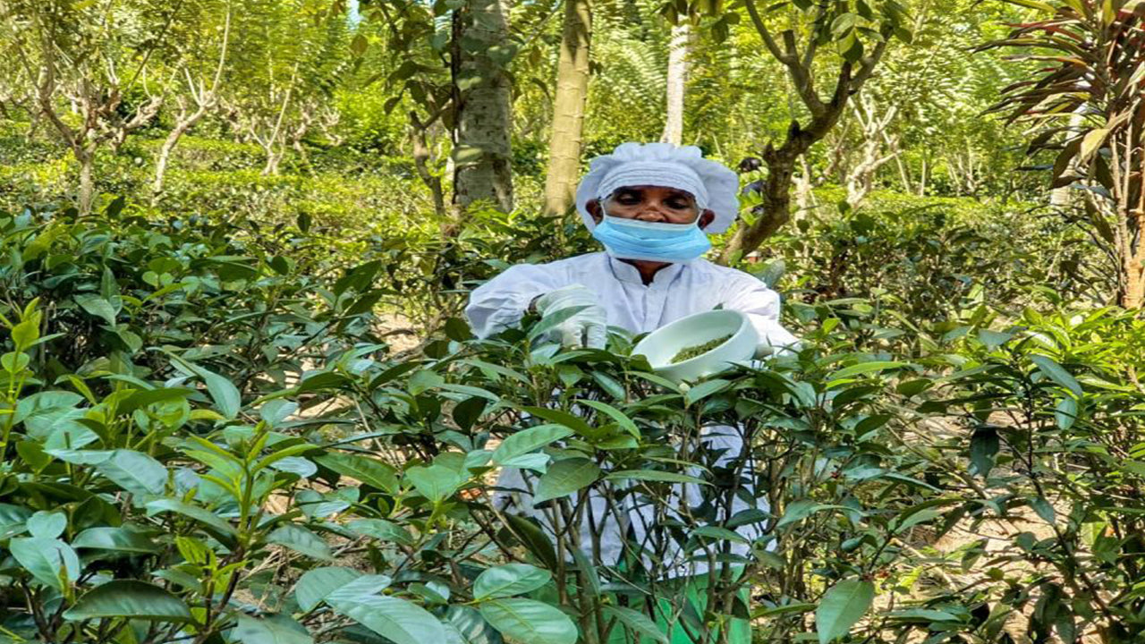 Balapitiya, Handunugoda et Galle de Bentota