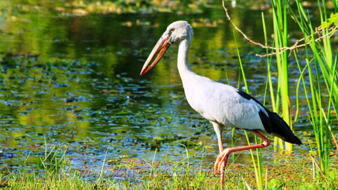 Safari dans le parc national d'Udawalawe depuis Kalutara