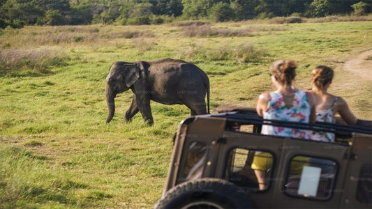 Safari dans le parc national d'Udawalawe depuis Kalutara