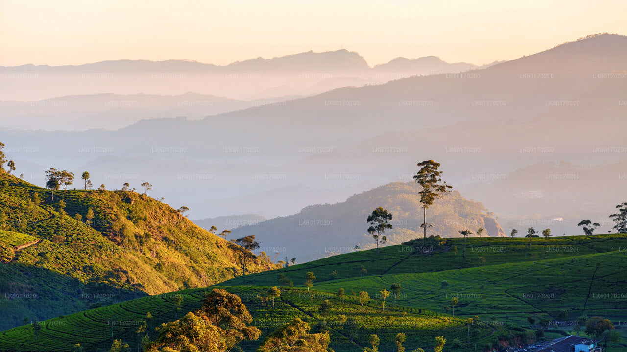 Nuwara Eliya Highlands depuis Kandy
