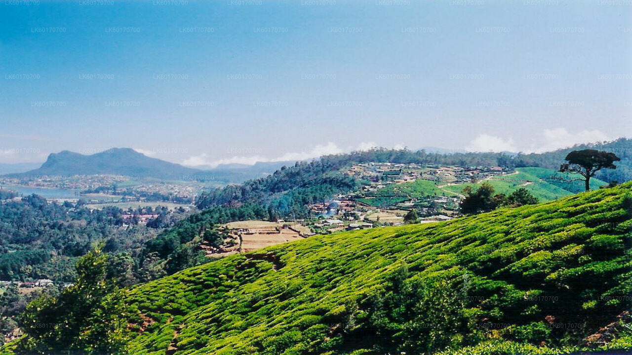 Point de pic des Central Highlands depuis Kandy