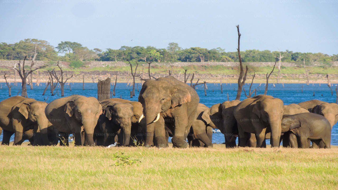 Safari dans le parc national de Kaudulla au départ de Kandy