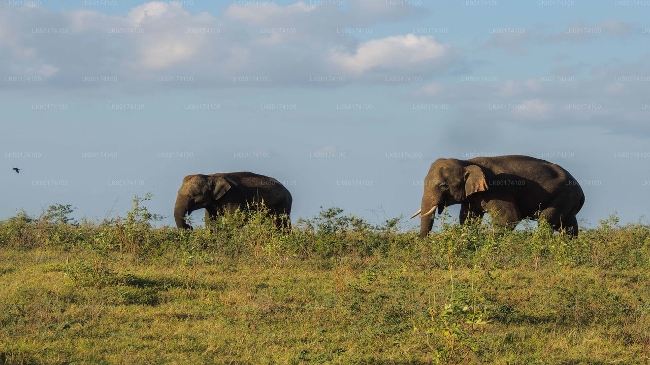Safari dans le parc national de Kaudulla au départ de Kandy