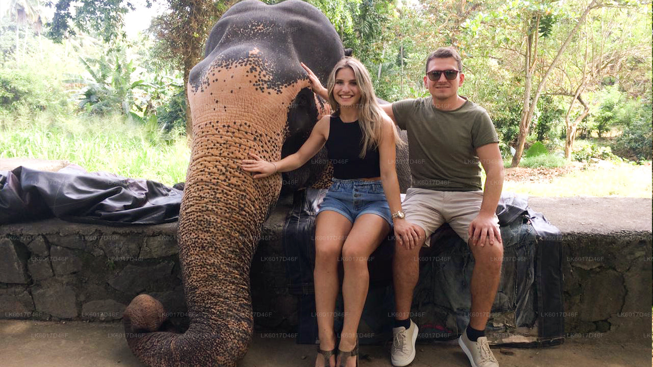 Fondation Millennium Elephant de Colombo