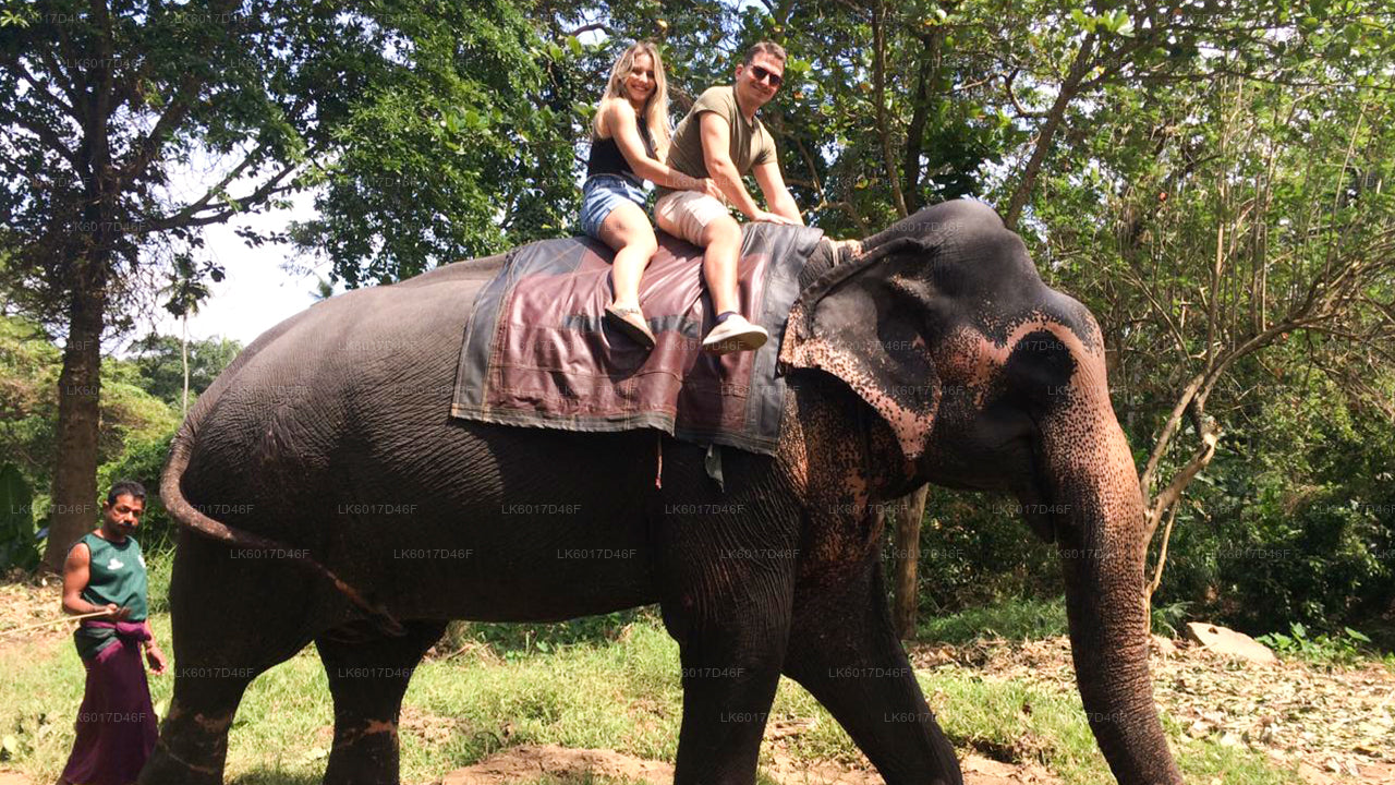 Fondation Millennium Elephant de Colombo