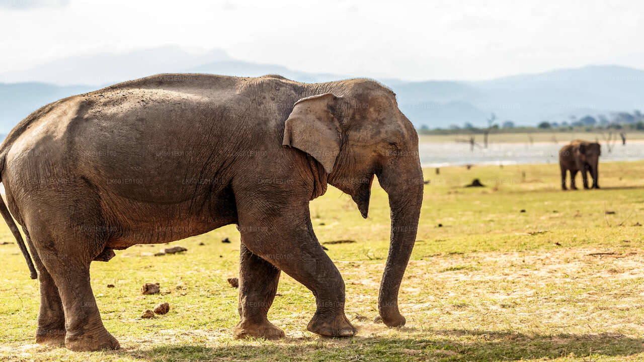 Safari dans le parc national d'Udawalawe au départ de Koggala
