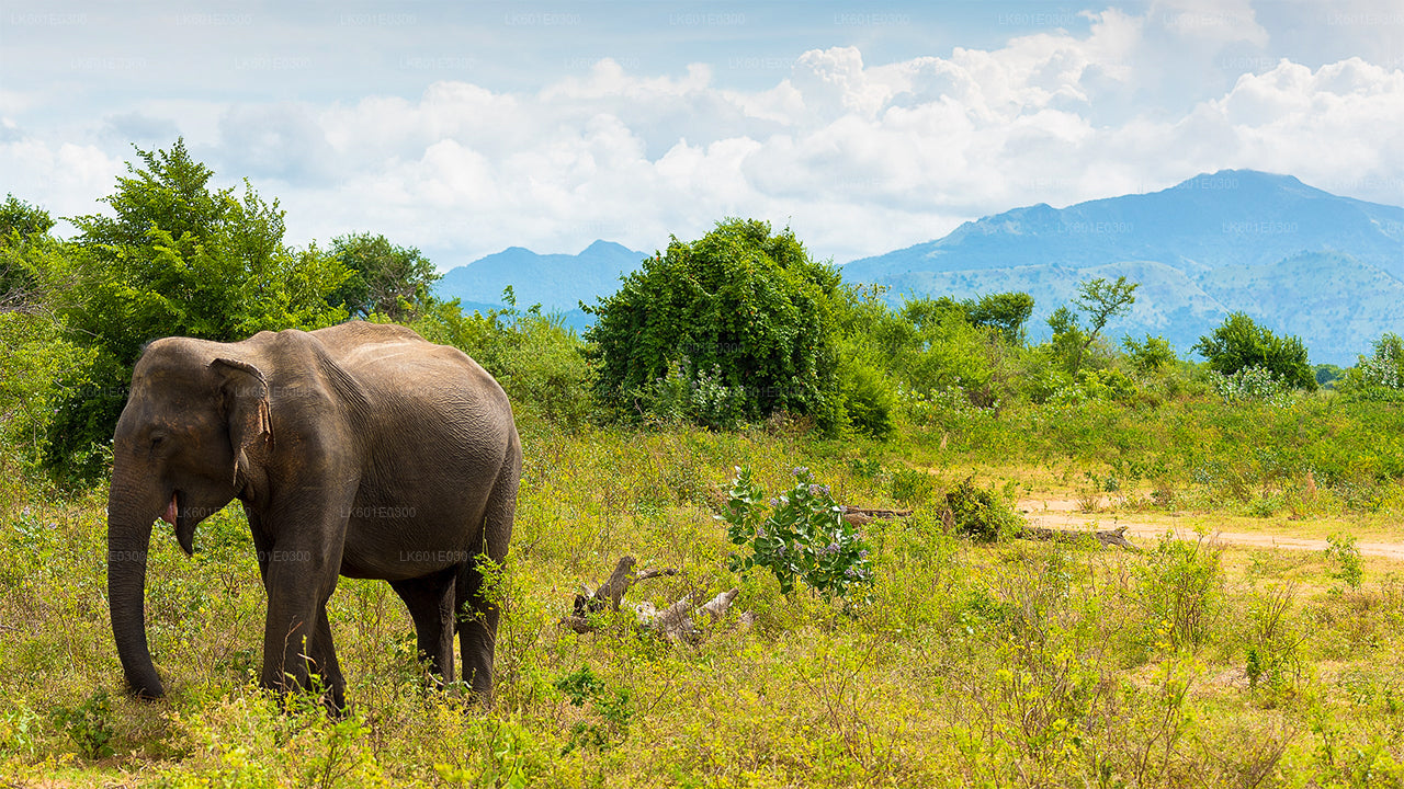 Safari dans le parc national de Bundala au départ de Koggala
