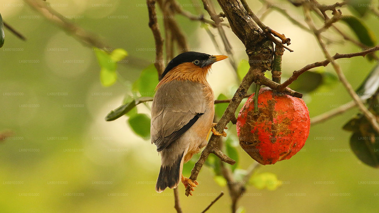 Safari dans le parc national de Bundala au départ de Koggala