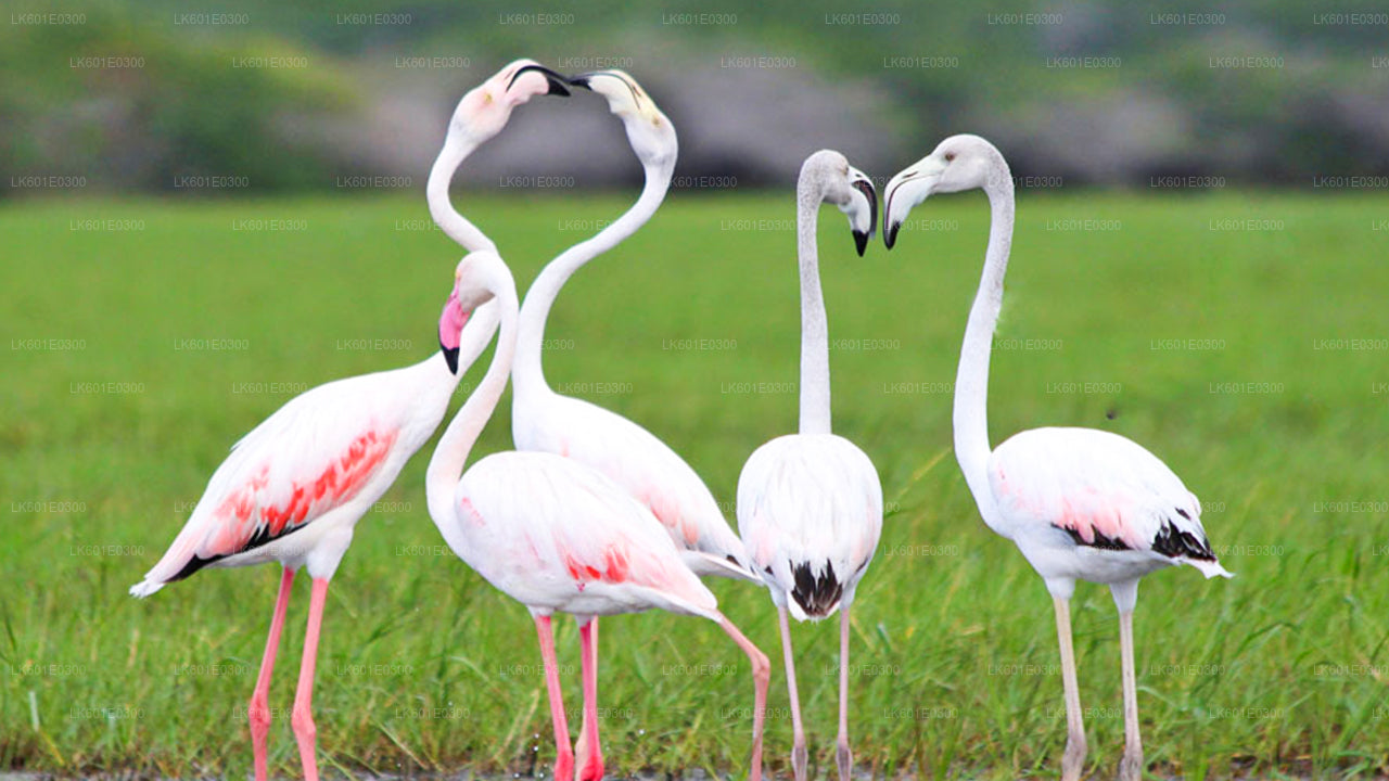 Safari dans le parc national de Bundala au départ de Koggala