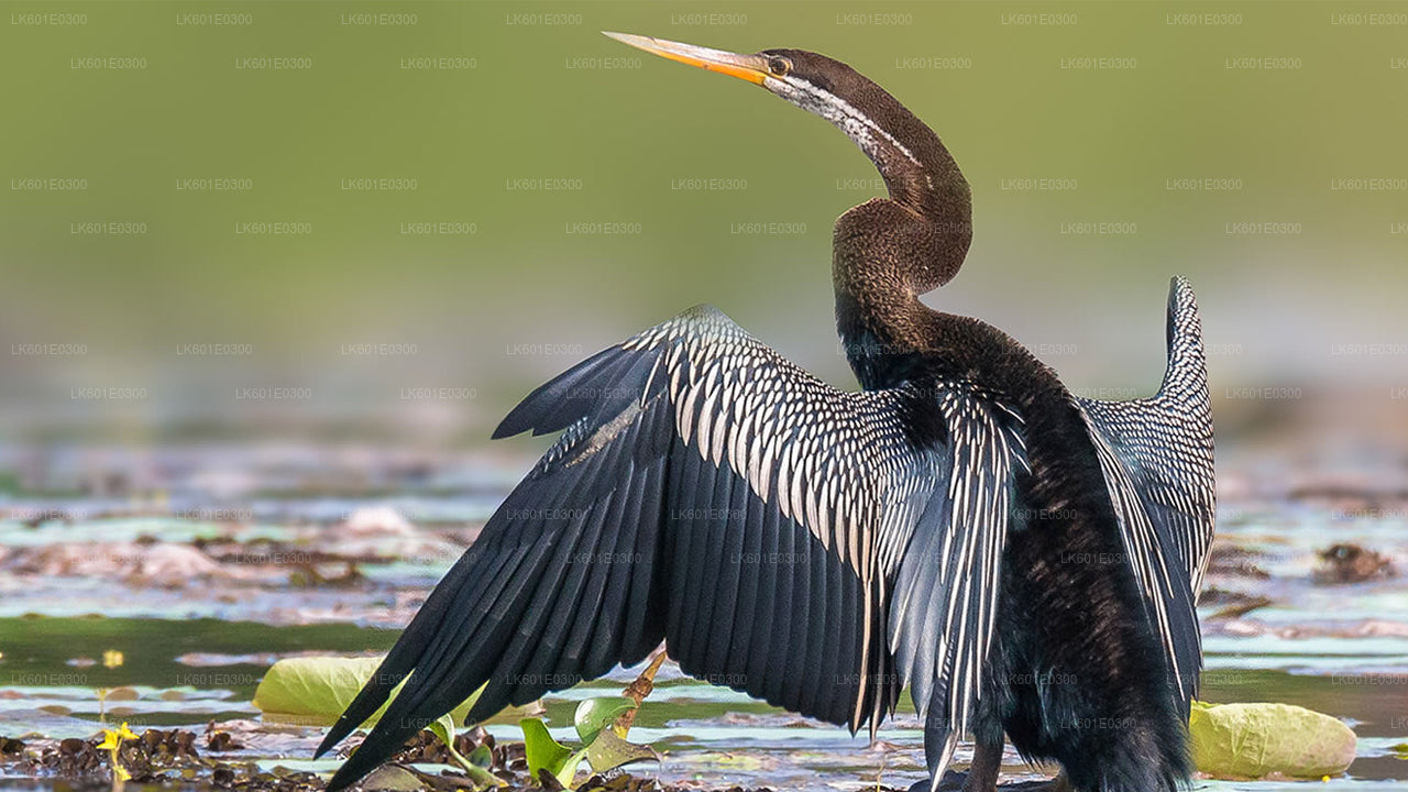 Safari dans le parc national de Bundala au départ de Koggala