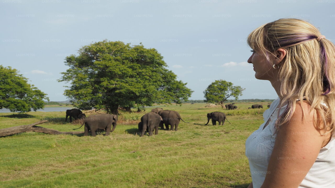Safari sur le rocher de Sigiriya et les éléphants sauvages au départ de Negombo