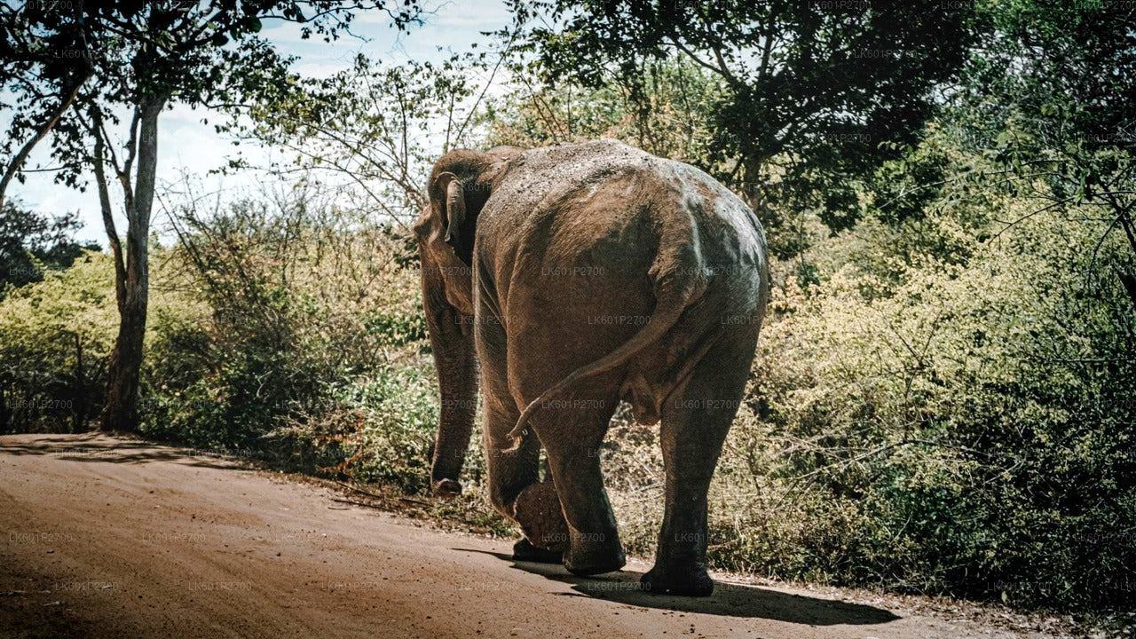 Safari sur le rocher de Sigiriya et les éléphants sauvages au départ de Negombo