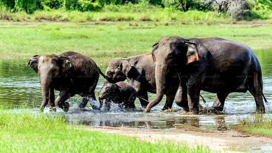 Safari dans le parc national de Wasgamuwa au départ de Polonnaruwa