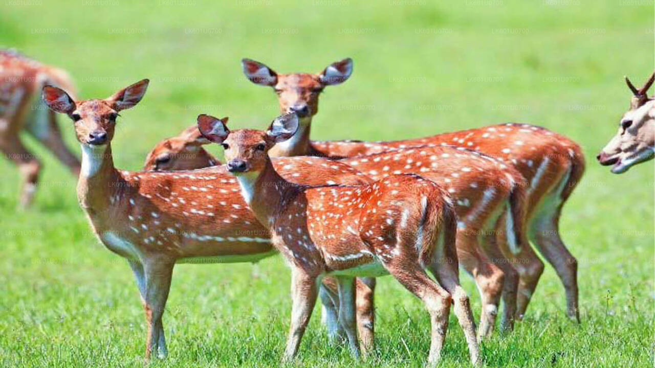 Safari dans le parc national de Wasgamuwa au départ de Polonnaruwa