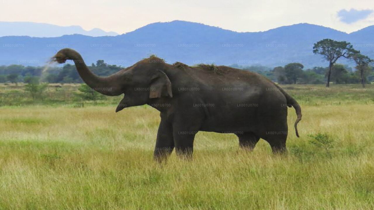 Safari dans le parc national de Wasgamuwa au départ de Polonnaruwa