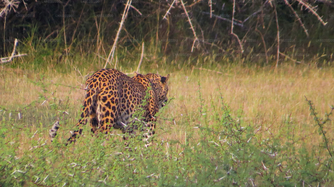 Safari dans le parc national de Wilpattu au départ de Sigiriya