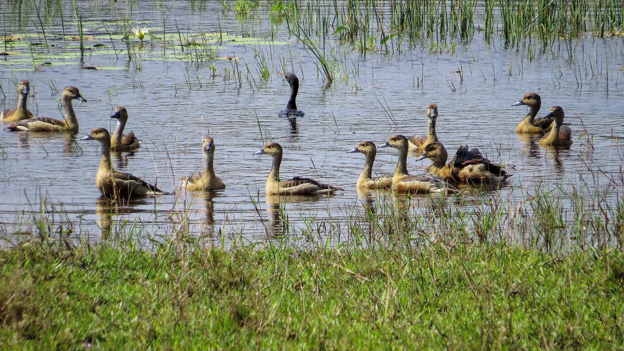 Safari dans le parc national de Wilpattu au départ de Sigiriya