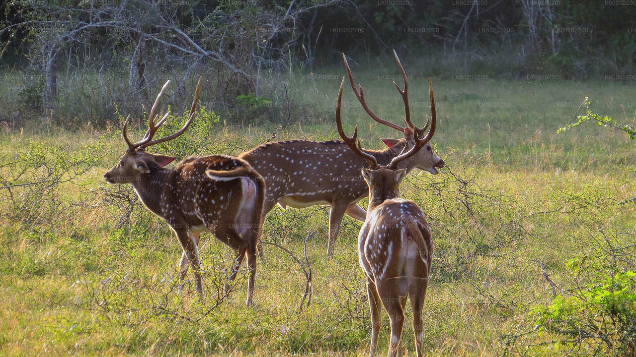 Safari dans le parc national de Wilpattu au départ de Sigiriya