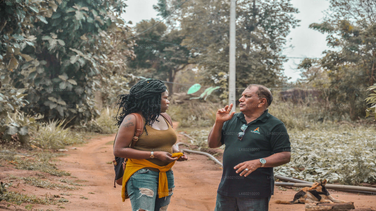Safari sur les rochers de Sigiriya et les éléphants sauvages au départ de Dambulla