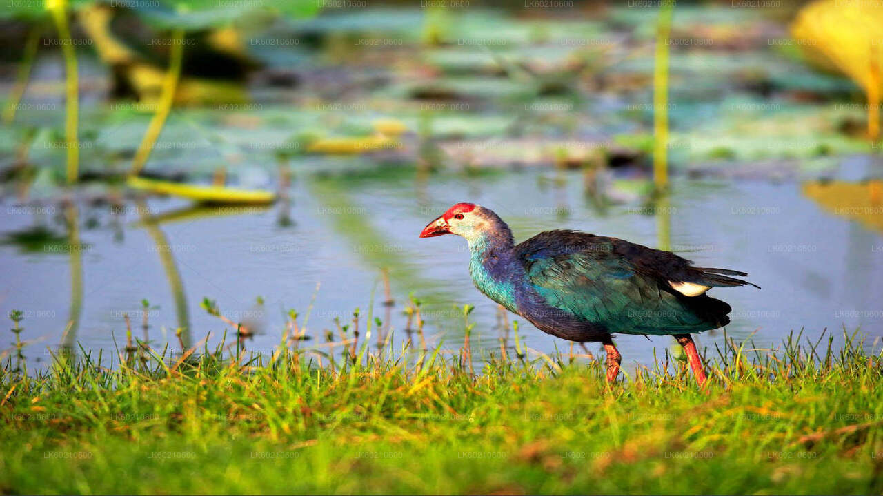 Safari dans le parc national du Bundala depuis Tangalle