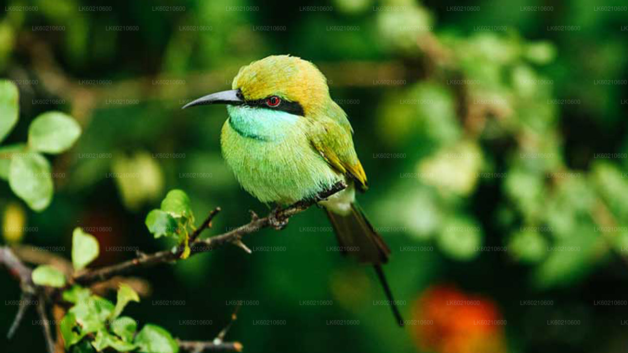 Safari dans le parc national du Bundala depuis Tangalle