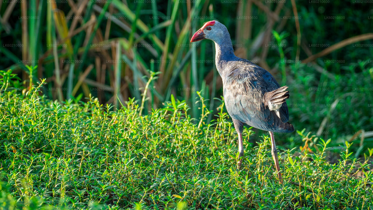 Safari dans le parc national du Bundala depuis Tangalle