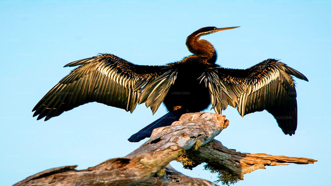 Safari dans le parc national du Bundala depuis Tangalle