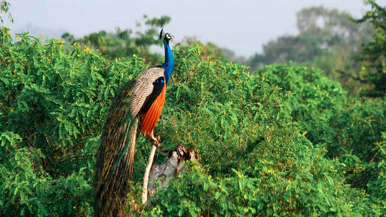 Safari au parc national de Yala depuis Uda Walawe