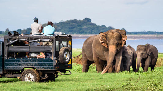 Safari dans le parc national de Yala au départ de Dikwella