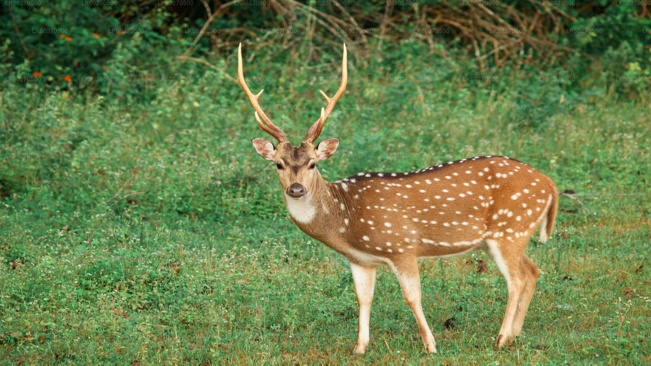 Safari dans le parc national de Yala au départ de Dikwella