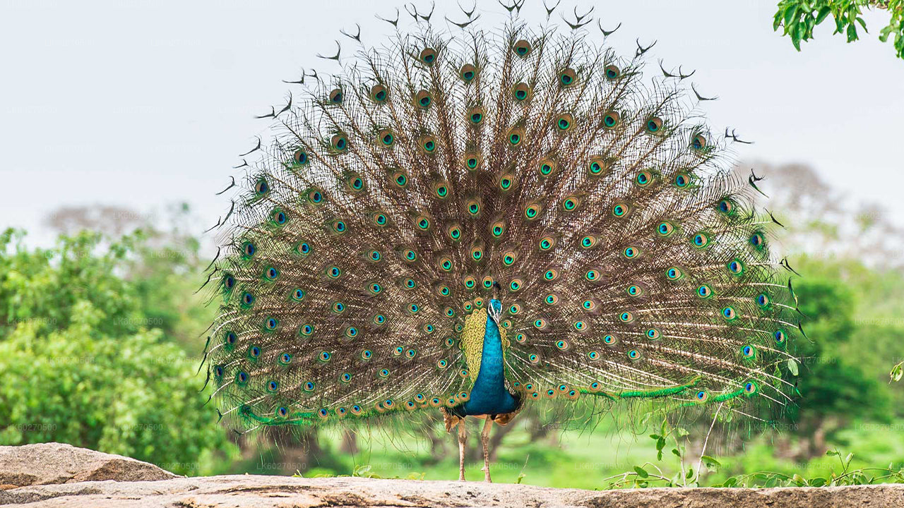 Safari dans le parc national de Yala au départ de Dikwella