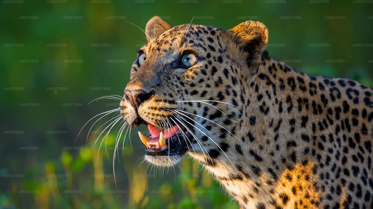 Safari dans le parc national de Yala au départ de Dikwella